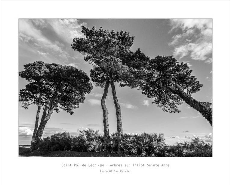 Saint Pol Sainte Anne arbres Bretagne Finistère